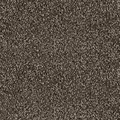 NEW ORLEANS DAISY Image