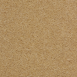 TOMKINSON PLAINS DAFFODIL Image